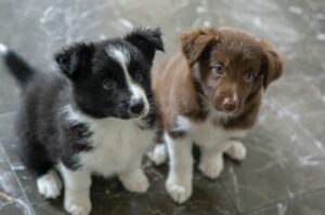 two shepherd puppies sitting together looking up