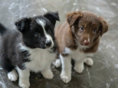 two shepherd puppies sitting together looking up