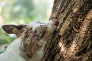 dog sniffing a tree