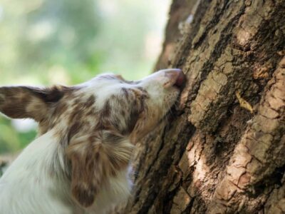 dog sniffing a tree