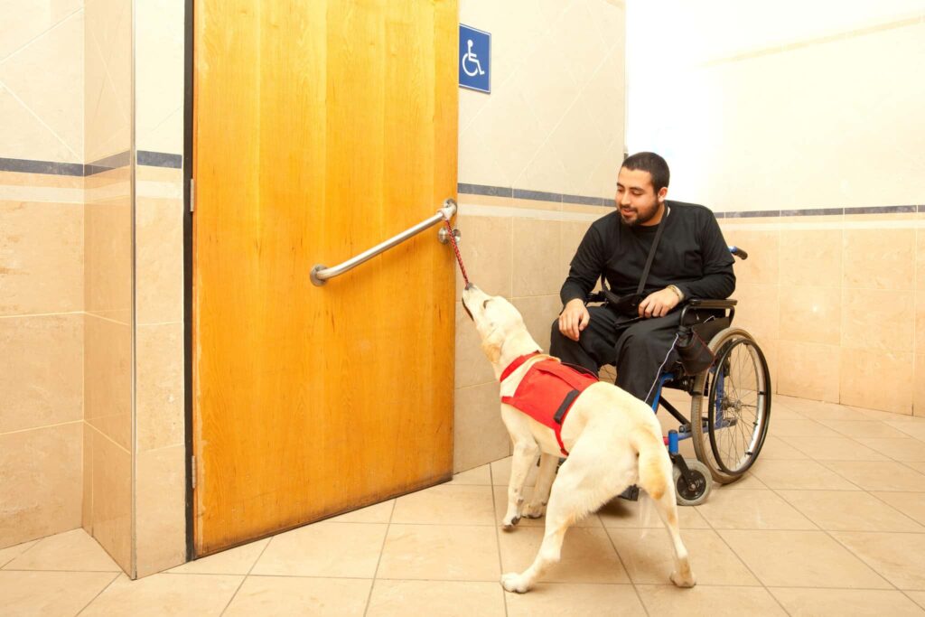 man in wheelchair with service dog opening door with mouth on rope