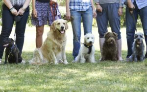 Groups of dogs on leash with owners at a training class