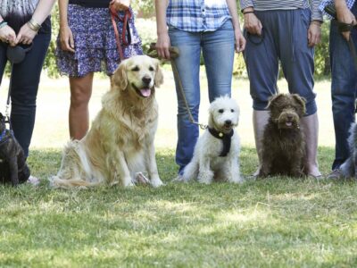 Groups of dogs on leash with owners at a training class