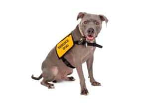 pit bull wearing yellow service dog vest